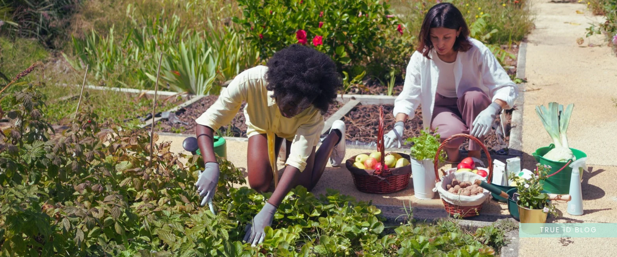 2 women harvesting in a community garden